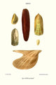 Musselshell vintage art print by John Mawe, showcasing stunning detail and color.