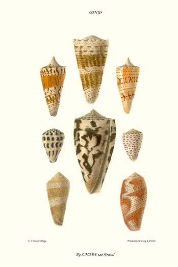 Cone Shells Vintage Art Print by John Mawe - beautiful marine life artwork.