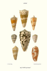 Cone Shells Vintage Art Print by John Mawe - beautiful marine life artwork.