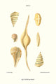 Bubble Shells vintage art reproduction print by John Mawe.
