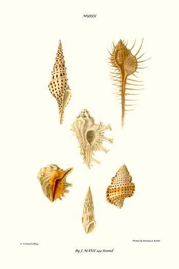 Vintage art print of trumpet shells by John Mawe.