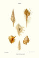 Vintage art print of trumpet shells by John Mawe.