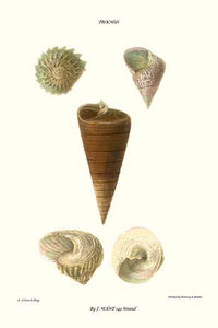 Top Shells Vintage Art Print by John Mawe, showcasing marine life details.