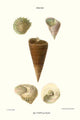 Top Shells Vintage Art Print by John Mawe, showcasing marine life details.