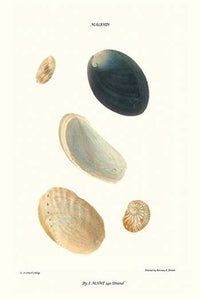 Vintage art print of abalone shells by John Mawe.