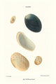 Vintage art print of abalone shells by John Mawe.