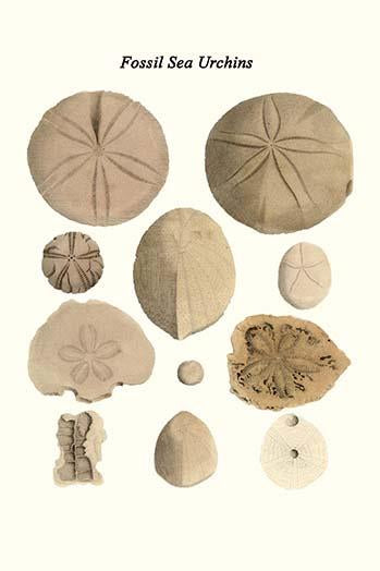 Eclypeus, Echinoanthites, Discoides, Conulus Poster Print by James Parkinson
