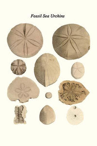 Eclypeus, Echinoanthites, Discoides, Conulus Poster Print by James Parkinson