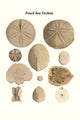 Eclypeus, Echinoanthites, Discoides, Conulus Poster Print by James Parkinson