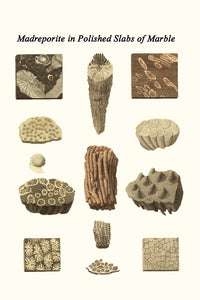 Madreporite in polished slabs of marble poster print by James Parkinson