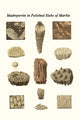 Madreporite in polished slabs of marble poster print by James Parkinson