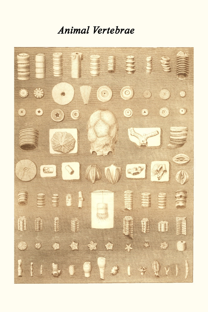 Vertebra from Different Animals poster print by James Parkinson showcasing animal anatomy.