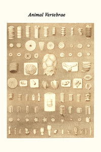 Vertebra from Different Animals poster print by James Parkinson showcasing animal anatomy.