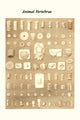 Vertebra from Different Animals poster print by James Parkinson showcasing animal anatomy.