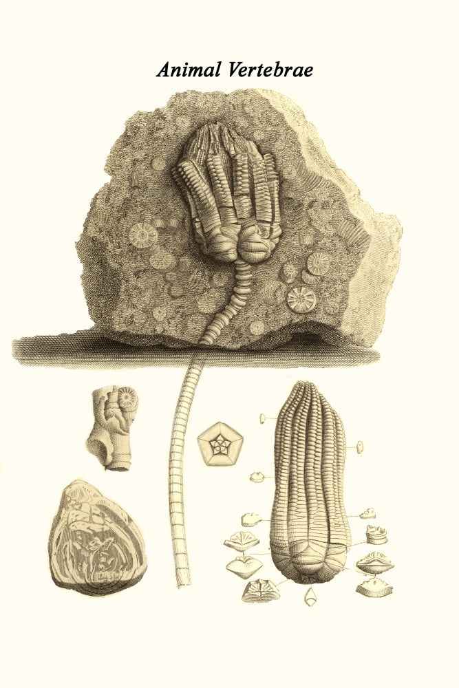 Vertebra from Different Animals Poster Print by James Parkinson
