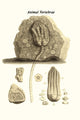 Vertebra from Different Animals Poster Print by James Parkinson