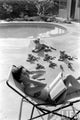Natalie Wood reading poolside with stuffed animals photo print.