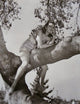 Tree Photo Print by Alexis Smith showcasing vibrant nature imagery.