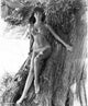 Caroline Munro Tree Photo Print showcasing vibrant natural beauty.