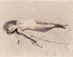 Betty Grable Sleeping in Sand Photo Print - Vintage Hollywood Art