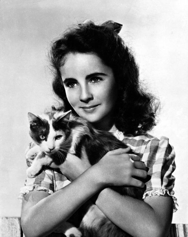 Elizabeth Taylor holding cat photo print in classic Hollywood style.