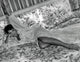 Elizabeth Taylor lying on bed with hand up photo print