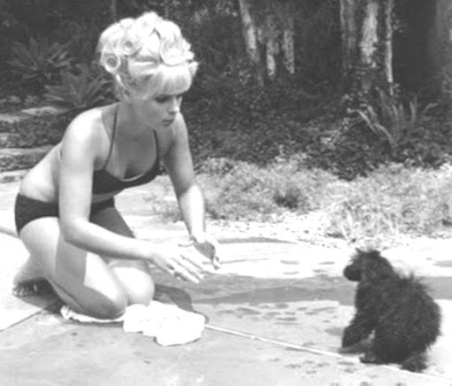 Elke Sommer Playing with Dog Photo Print showcasing a heartwarming moment.