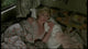 Elke Sommer Laying in Bed photo print showcasing elegance and allure.
