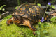 http://c328301.r1.cf1.rackcdn.com/DPI12253118LARGE.jpg