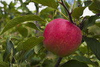 http://c328301.r1.cf1.rackcdn.com/DPI12254178LARGE.jpg