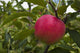 http://c328301.r1.cf1.rackcdn.com/DPI12254178.jpg