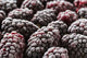 http://c328301.r1.cf1.rackcdn.com/DPI12255004.jpg