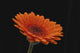 http://c328301.r1.cf1.rackcdn.com/DPI12288009.jpg