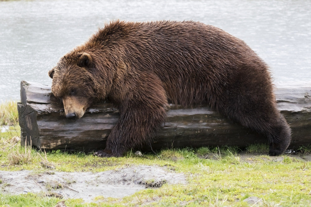 A Wet Brown Bear Fine Art Print by Doug Lindstrand - Alaska