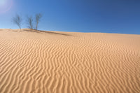 Three Small Bushes on a Sand Dune Poster Print by Philippe Widling