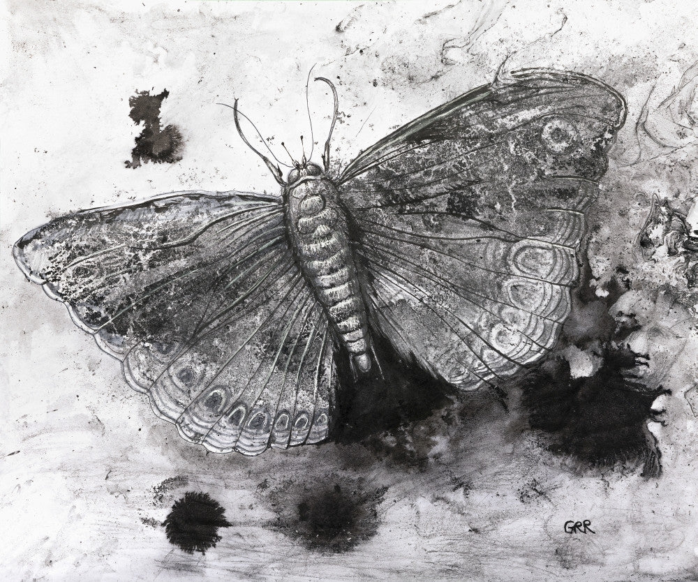 Black and White Butterfly Fine Art Print by Glen Ronald - 17x14