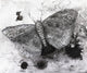 Black and White Butterfly Fine Art Print by Glen Ronald - 17x14