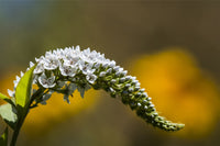 Gooseneck Loosestrife Fine Art Print by Robert L. Potts - Astoria, Oregon