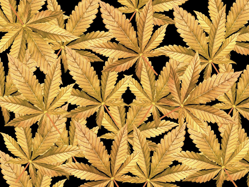 Golden Marijuana Leaves Fine Art Print by John Hyde - 18x13