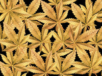 Golden Marijuana Leaves Fine Art Print by John Hyde - 18x13