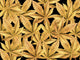 Golden Marijuana Leaves Fine Art Print by John Hyde - 18x13