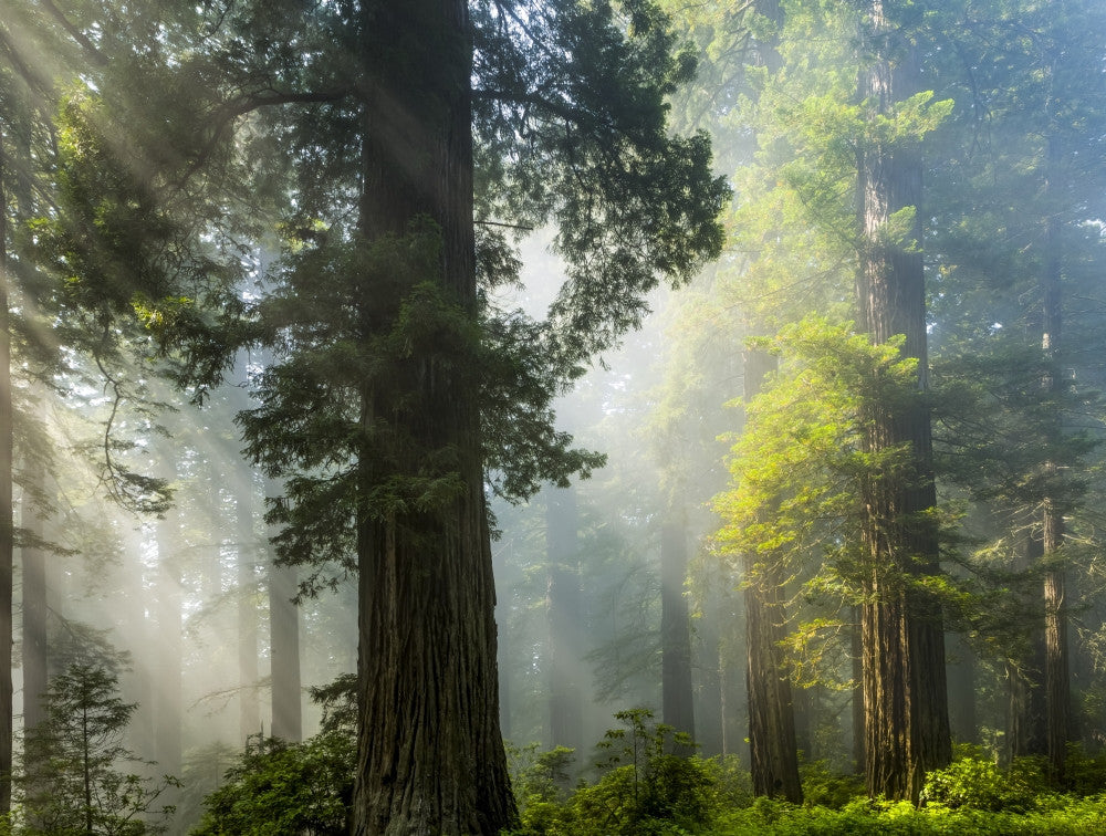Sun Rays Illuminating California Redwoods Poster Print by The Nature Collection