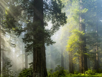 Sun Rays Illuminating California Redwoods Poster Print by The Nature Collection