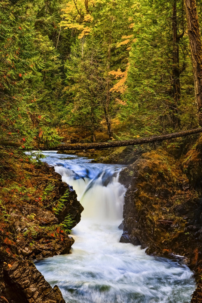 Qualicum Falls Rainforest Art Print by The Nature Collection