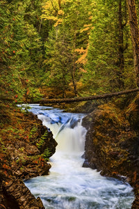Qualicum Falls Rainforest Art Print by The Nature Collection