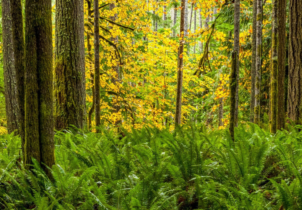 Autumn Foliage in Oregon Rainforest Fine Art Print by The Nature Collection