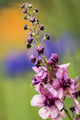 Moth Mullein Flower Art Print by Robert L. Potts - 12x19