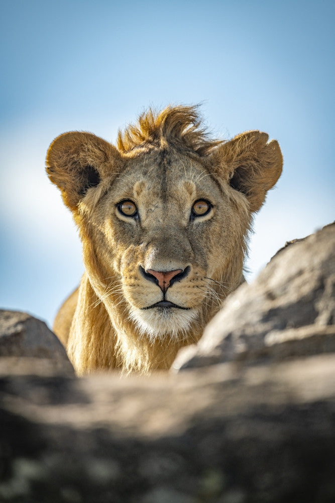 Young Male Lion Poster Print by Nick Dale - Serengeti, Tanzania
