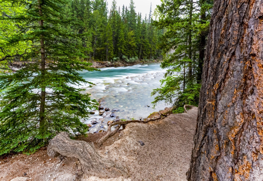 Athabasca River Fine Art Print by The Nature Collection - 18x12