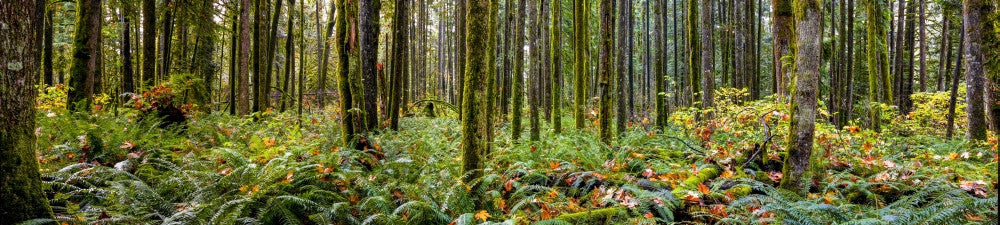 Panorama of Rainforest in British Columbia Fine Art Print by The Nature Collection